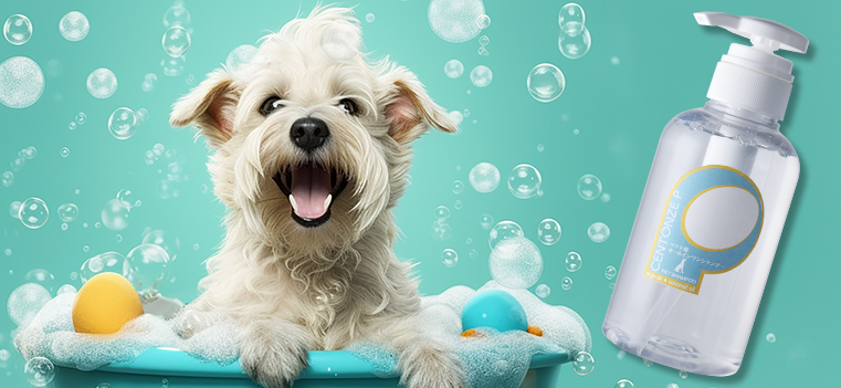 銀座飛雁閣から新春の贈り物「CENTONZE P」